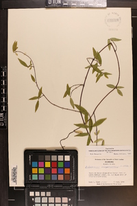 Gelsemium sempervirens image