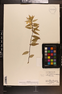 Gelsemium sempervirens image