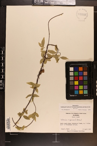 Gelsemium sempervirens image