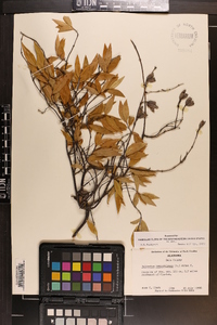 Gelsemium sempervirens image