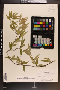 Gelsemium sempervirens image