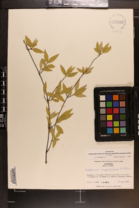 Gelsemium sempervirens image