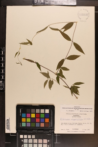 Gelsemium sempervirens image