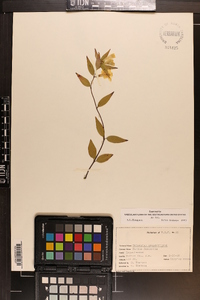 Gelsemium sempervirens image