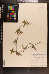 Gelsemium sempervirens image