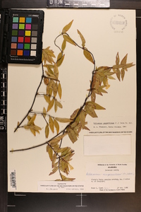 Gelsemium sempervirens image