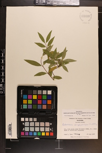 Gelsemium sempervirens image