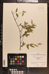 Gelsemium sempervirens image