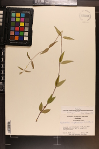 Gelsemium sempervirens image