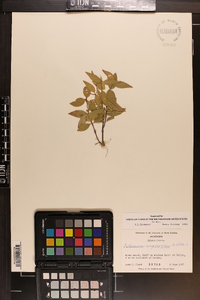 Gelsemium sempervirens image