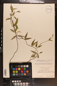 Gelsemium sempervirens image