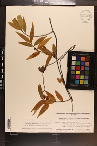 Gelsemium sempervirens image