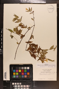 Gelsemium sempervirens image