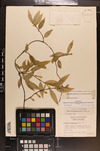 Gelsemium sempervirens image