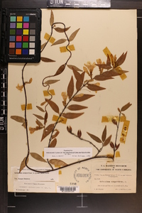 Gelsemium sempervirens image