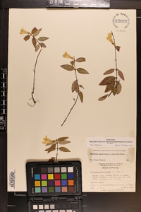 Gelsemium sempervirens image