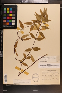 Gelsemium sempervirens image