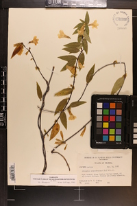 Gelsemium sempervirens image