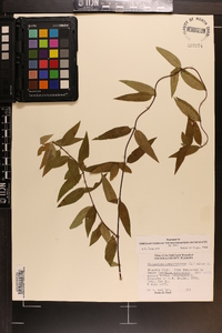 Gelsemium sempervirens image