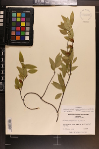 Gelsemium sempervirens image