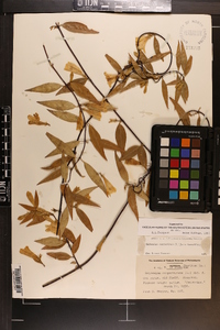 Gelsemium sempervirens image