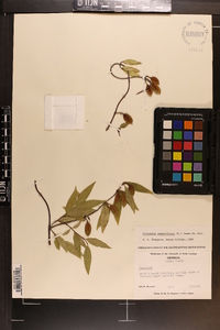 Gelsemium sempervirens image