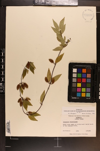 Gelsemium sempervirens image