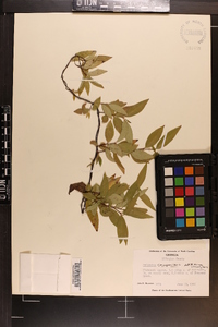 Gelsemium sempervirens image