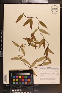 Gelsemium sempervirens image