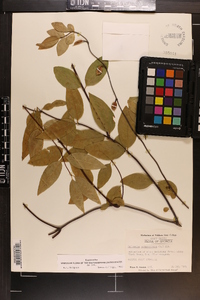 Gelsemium sempervirens image