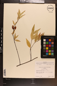 Gelsemium sempervirens image