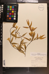 Gelsemium sempervirens image