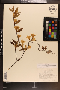 Gelsemium sempervirens image