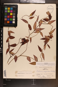 Gelsemium sempervirens image