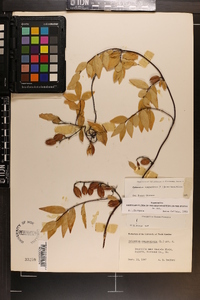 Gelsemium sempervirens image