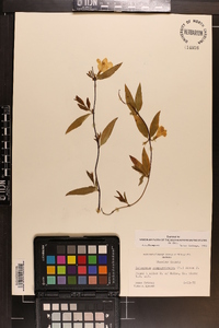 Gelsemium sempervirens image