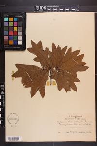 Quercus x mellichampii image