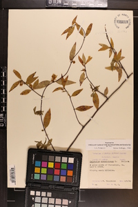 Gelsemium sempervirens image