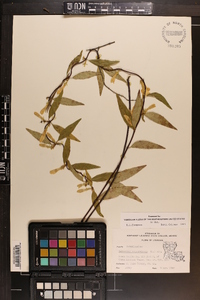 Gelsemium sempervirens image