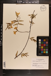 Gelsemium sempervirens image