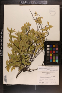 Gelsemium sempervirens image