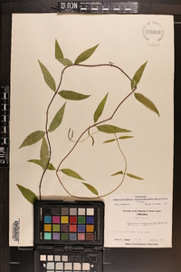 Gelsemium sempervirens image