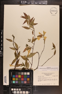 Gelsemium sempervirens image