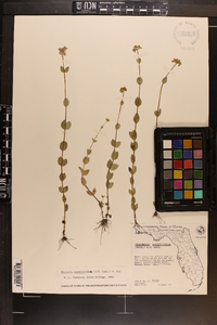 Mitreola sessilifolia image