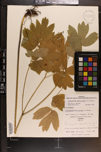 Caulophyllum thalictroides image