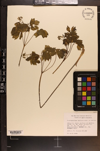 Caulophyllum thalictroides image