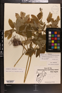 Caulophyllum thalictroides image