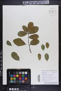 Quercus myrtifolia image