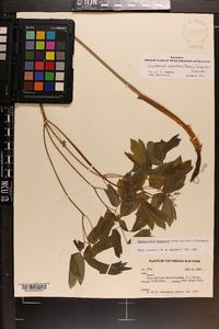 Caulophyllum giganteum image