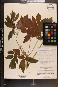 Caulophyllum thalictroides image